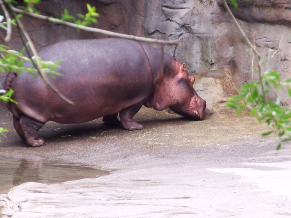 Hungry hungry hippo
