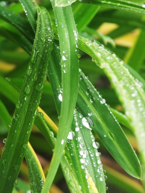 Water Droplets on a plant in our front yard area