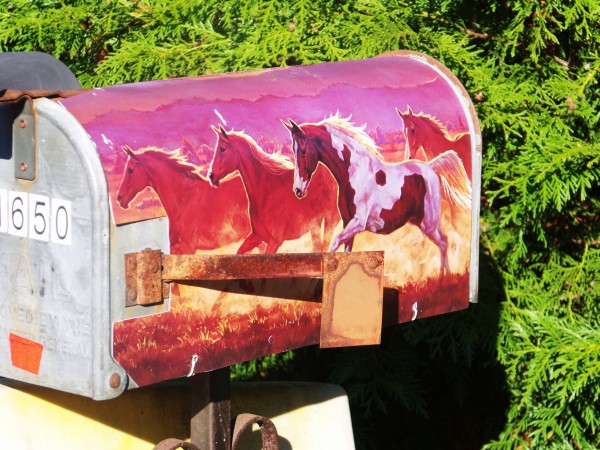 Ride em' Cowboy mail box!